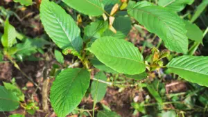 kratom