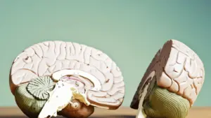 addiction and the brain